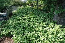 Attēlu rezultāti vaicājumam “Polygonatum odoratum flower”