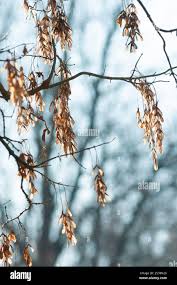 Attēlu rezultāti vaicājumam “Fraxinus excelsior fruit”