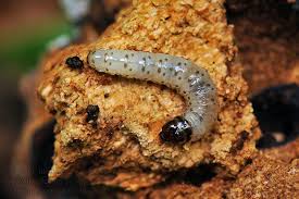 Attēlu rezultāti vaicājumam “Scardia boletella”