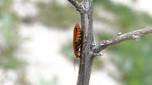 Attēlu rezultāti vaicājumam “Cantharis livida”