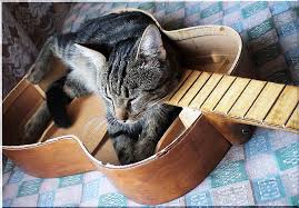 Image result for Cat sleeping in guitar