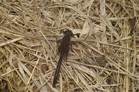 Attēlu rezultāti vaicājumam “Leucorrhinia dubia”