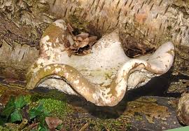 Attēlu rezultāti vaicājumam “Tetratoma fungorum”