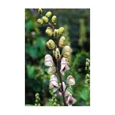 Attēlu rezultāti vaicājumam “Aconitum napellus bud”