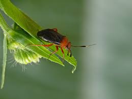 Attēlu rezultāti vaicājumam “Capsus ater”