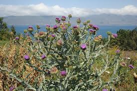 Image result for Onopordum acanthium