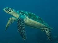 Image result for Eretmochelys imbricata