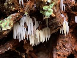 Attēlu rezultāti vaicājumam “Mucronella calva”