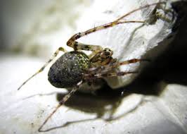 Attēlu rezultāti vaicājumam “Metellina merianae”