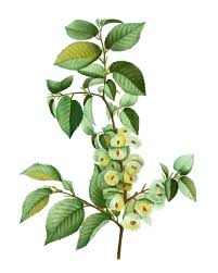 Attēlu rezultāti vaicājumam “Caragana arborescens fruit”