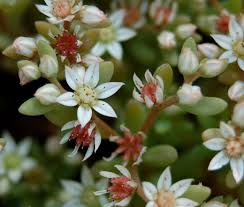 Attēlu rezultāti vaicājumam “Sedum hispanicum”