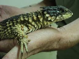 Attēlu rezultāti vaicājumam “Lycogala convexum sessile”