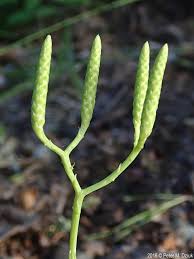 Attēlu rezultāti vaicājumam “Diphasiastrum tristachyum”