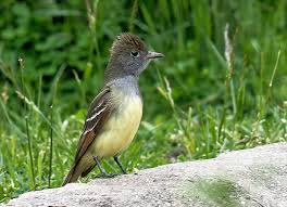 Attēlu rezultāti vaicājumam “Cytilus sericeus”