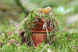 Attēlu rezultāti vaicājumam “Sutorius luridiformis”