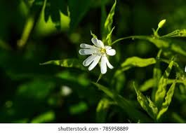 Attēlu rezultāti vaicājumam “Stellaria nemorum bud”