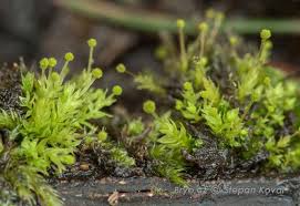 Attēlu rezultāti vaicājumam “Aulacomnium androgynum”