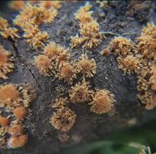 Attēlu rezultāti vaicājumam “Hypoxylon vogesiacum”