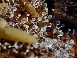 Attēlu rezultāti vaicājumam “Polycephalomyces tomentosus”