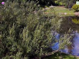 Attēlu rezultāti vaicājumam “Salix repens subsp. rosmarinifolia”