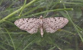 Attēlu rezultāti vaicājumam “Eupithecia satyrata”