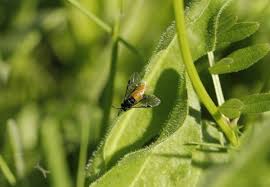 Attēlu rezultāti vaicājumam “Microbotryum tragopogonis - pratensis”
