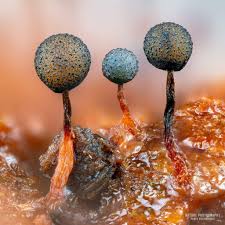 Attēlu rezultāti vaicājumam “Cribraria aurantiaca young”