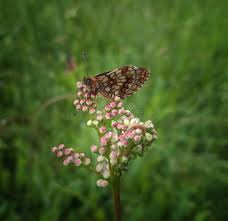 Attēlu rezultāti vaicājumam “Mellicta athalia”