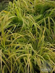 Attēlu rezultāti vaicājumam “Milium effusum”