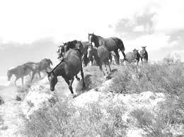 Image result for Kings Ranch Riding School/Club