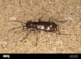 Attēlu rezultāti vaicājumam “Cicindela maritima”
