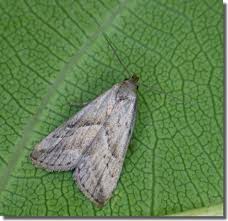 Attēlu rezultāti vaicājumam “Hypenodes humidalis”