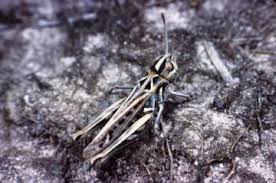 Attēlu rezultāti vaicājumam “Myrmeleotettix maculatus”