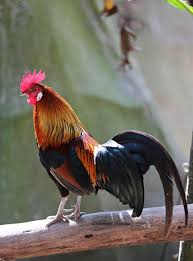 Attēlu rezultāti vaicājumam “Gallus”