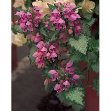 Attēlu rezultāti vaicājumam “Lamium”