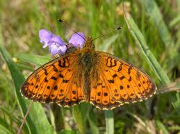 Attēlu rezultāti vaicājumam “Brenthis ino”