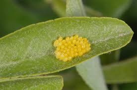 Attēlu rezultāti vaicājumam “Aporia crataegi larva”