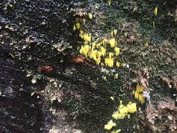 Attēlu rezultāti vaicājumam “Mucronella subtilis”