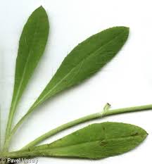 Attēlu rezultāti vaicājumam “Pilosella officinarum leaf”