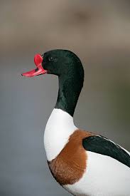 Attēlu rezultāti vaicājumam “Tadorna tadorna”