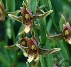 Attēlu rezultāti vaicājumam “Epirranthis diversata upperside”