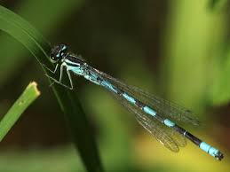 Attēlu rezultāti vaicājumam “Coenagrion hastulatum”