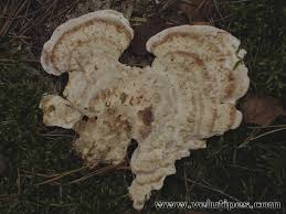 Attēlu rezultāti vaicājumam “Postia guttulata”