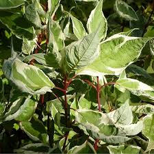 Attēlu rezultāti vaicājumam “Cornus alba”