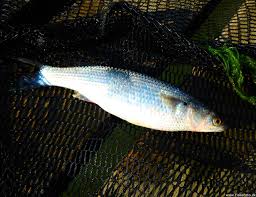 Image result for Chelon ramada