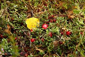 Attēlu rezultāti vaicājumam “Rubus nessensis”