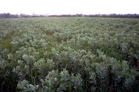 Attēlu rezultāti vaicājumam “Vicia faba”