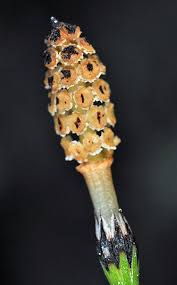 Attēlu rezultāti vaicājumam “Equisetum variegatum”