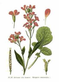 Attēlu rezultāti vaicājumam “Hesperis matronalis bud”