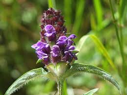 Attēlu rezultāti vaicājumam “Prunella vulgaris”